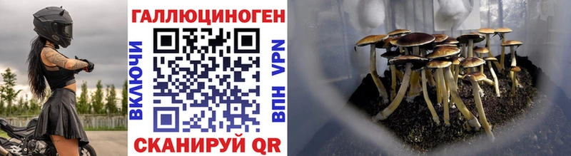 Псилоцибиновые грибы GOLDEN TEACHER  купить наркоту  Подпорожье 